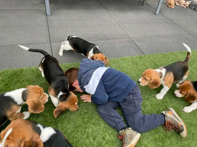 Süße Beagle-Welpen suchen ein Zuhause