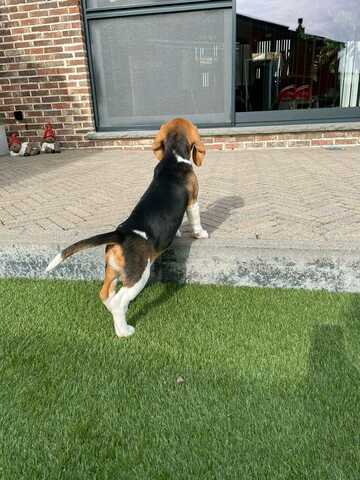 Süße Beagle-Welpen suchen ein Zuhause
