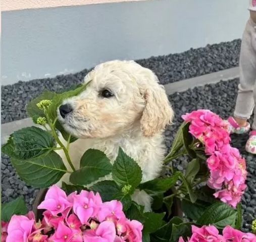 Goldendoodle F1b Welpen F1bb apricot, fawn hell dunkel