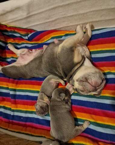 Französische Bulldoggen-Welpen abzugeben