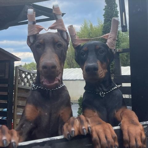 Reinrassige Dobermann Welpen – Geimpft, Gechipt & Ahnenpass