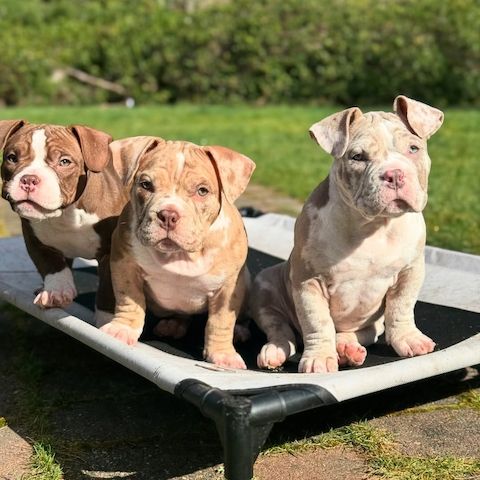 American Pocket Bully Welpen – Familienfreundlich & Gesund