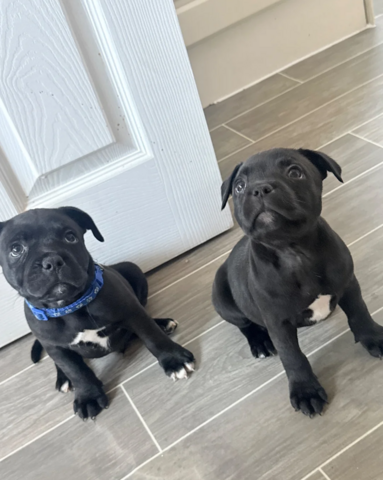 Staffordshire-Terrier-Welpen zu verkaufen
