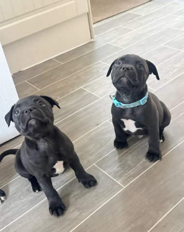 Staffordshire-Terrier-Welpen zu verkaufen