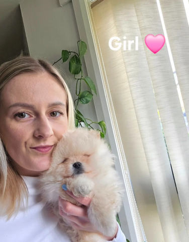 Teddybär-Pomeranian-Welpen abzugeben!