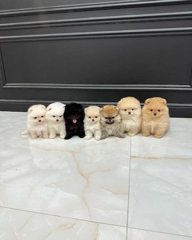 Wunderschöne Pomeranian-Welpen