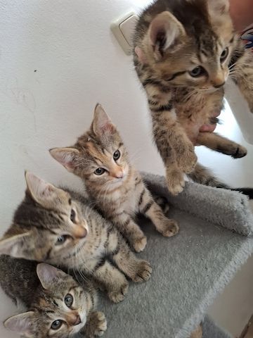 Kitten abzugeben
