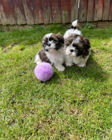 Kaiserliche Shih Tzu Welpen