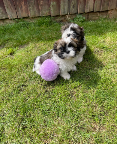 Kaiserliche Shih Tzu Welpen