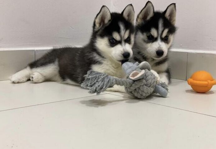 Siberian Husky Welpen abzugeben!