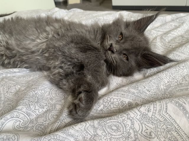 Reinrassige XXL Maine Coon kitten