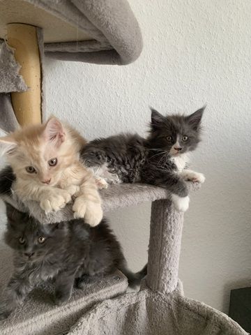 Reinrassige XXL Maine Coon kitten