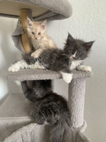 Reinrassige XXL Maine Coon kitten