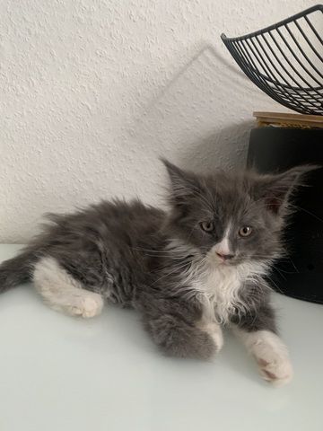Reinrassige XXL Maine Coon kitten