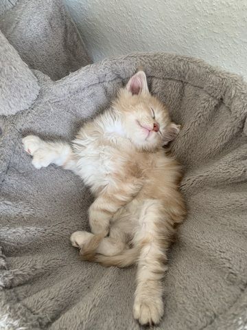 Reinrassige XXL Maine Coon kitten