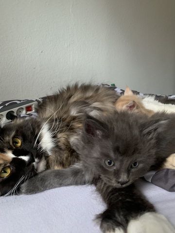 Reinrassige XXL Maine Coon kitten