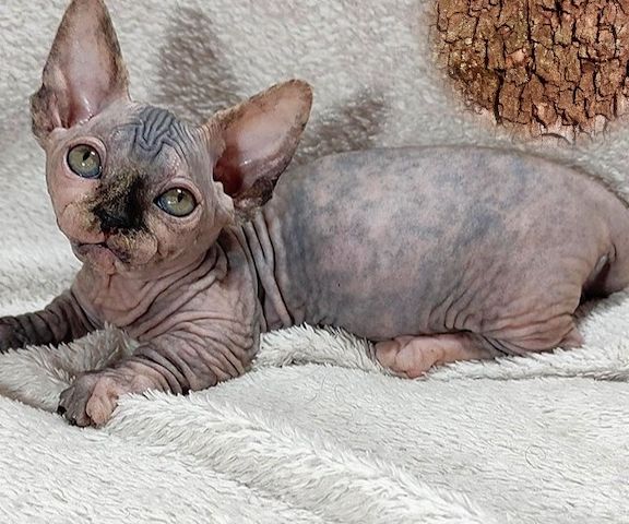 Elegante Bambino-Katze Lilu mit seltener schwarzer Schildpattfarbe