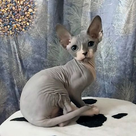 Blaue Zweifarbige — Kanadische Sphynx Molly