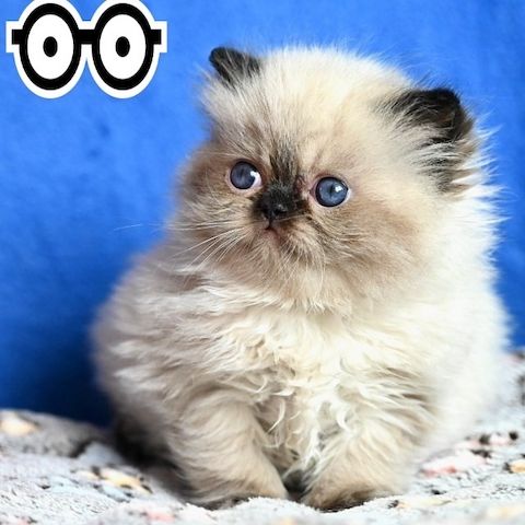Ruhige und gesellige Perserkatze Brooklyn – Ihr perfekter Begleiter