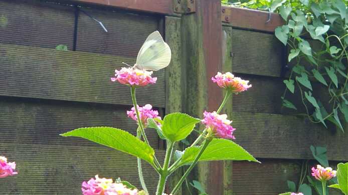 Wandelröschen/ Lantana in Rosa/Gelb als Stamm im Topf