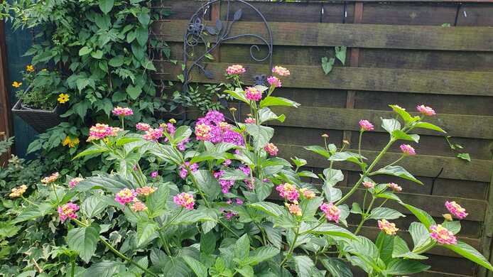 Wandelröschen/ Lantana in Rosa/Gelb als Stamm im Topf