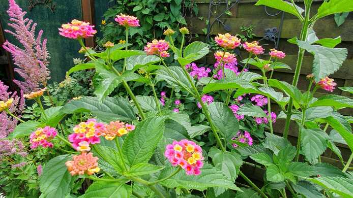 Wandelröschen/ Lantana in Rosa/Gelb als Stamm im Topf