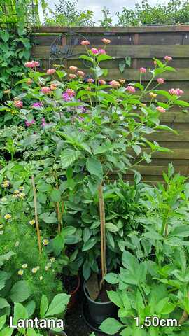 Wandelröschen/ Lantana in Rosa/Gelb als Stamm im Topf