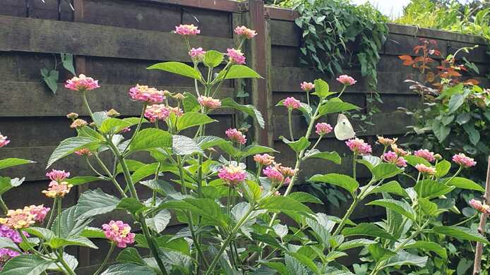 Wandelröschen/ Lantana in Rosa/Gelb als Stamm im Topf