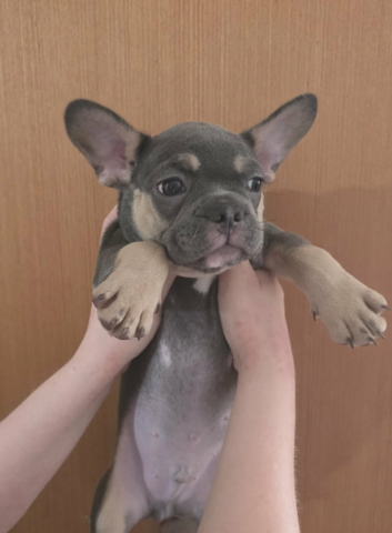 Französische Bulldoggen-Welpen abzugeben