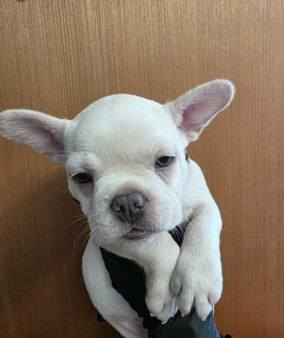 Französische Bulldoggen-Welpen abzugeben