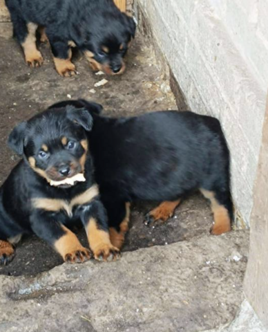 13 Wochen alte Rottweiler-Welpen abzugeben