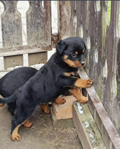 13 Wochen alte Rottweiler-Welpen abzugeben