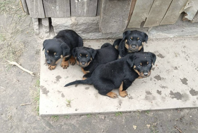 13 Wochen alte Rottweiler-Welpen abzugeben