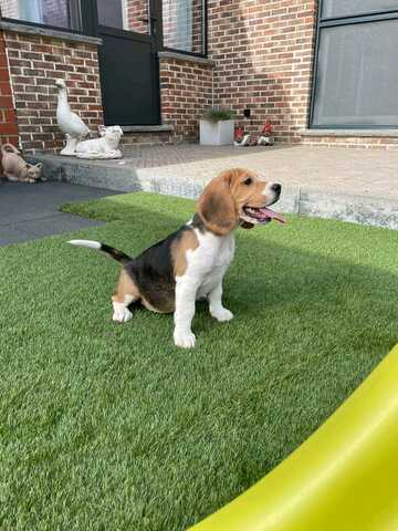 Süße Beagle-Welpen suchen ein Zuhause