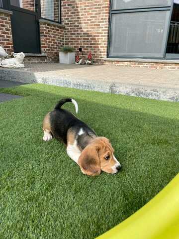 Süße Beagle-Welpen suchen ein Zuhause