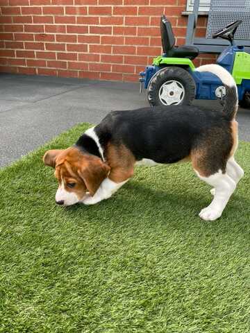 Süße Beagle-Welpen suchen ein Zuhause