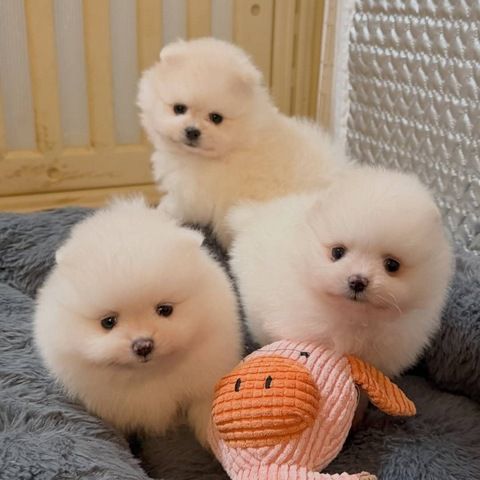 Süße Pomeranian-Welpen suchen ein neues Zuhause