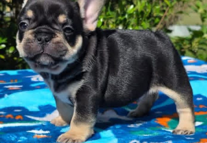 Süße Französische Bulldoggen-Welpen suchen ein neues Zuhause
