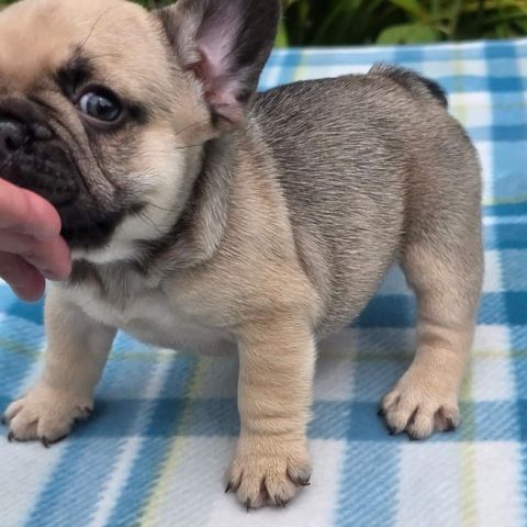 Süße Französische Bulldoggen-Welpen suchen ein neues Zuhause