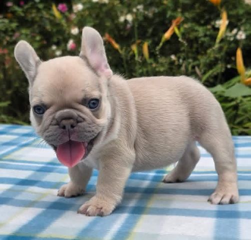 Süße Französische Bulldoggen-Welpen suchen ein neues Zuhause