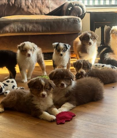 Süße Australian-Shepherd-Welpen suchen ein Zuhause