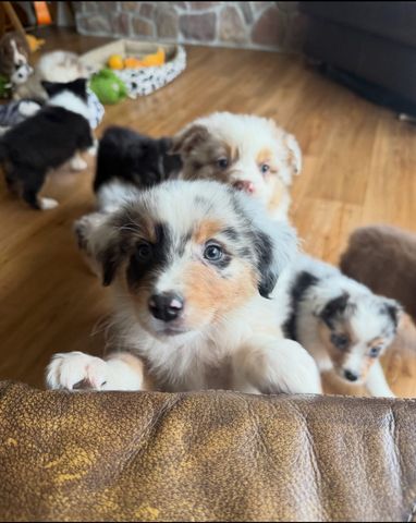 Süße Australian-Shepherd-Welpen suchen ein Zuhause