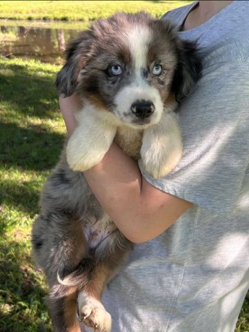 Süße Australian-Shepherd-Welpen suchen ein Zuhause
