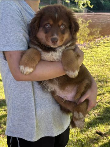 Süße Australian-Shepherd-Welpen suchen ein Zuhause