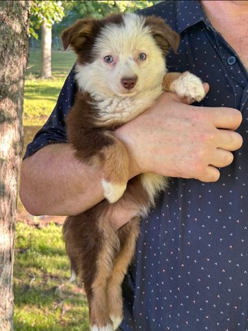 Süße Australian-Shepherd-Welpen suchen ein Zuhause