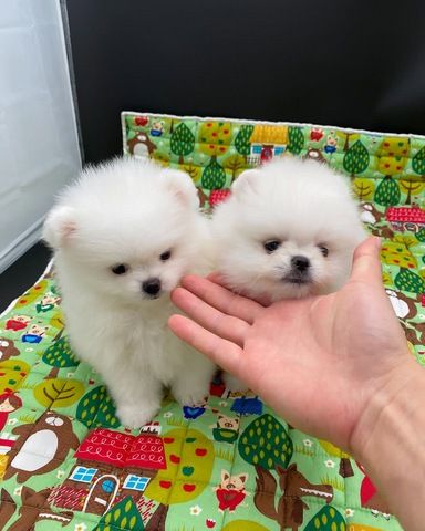 Zwergspitz-Welpen (Pomeranian) abzugeben