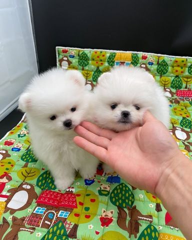 Zwergspitz-Welpen (Pomeranian) abzugeben