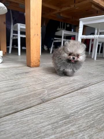 Süße Zwergspitz-Welpen (Pomeranian) abzugeben