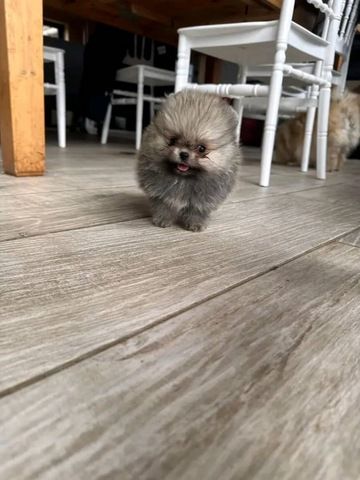 Süße Zwergspitz-Welpen (Pomeranian) abzugeben