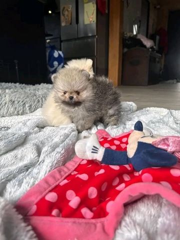Süße Zwergspitz-Welpen (Pomeranian) abzugeben